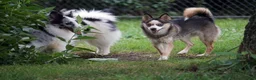Pomsky dogs for sale: Presley - Small Girl - Ad 4