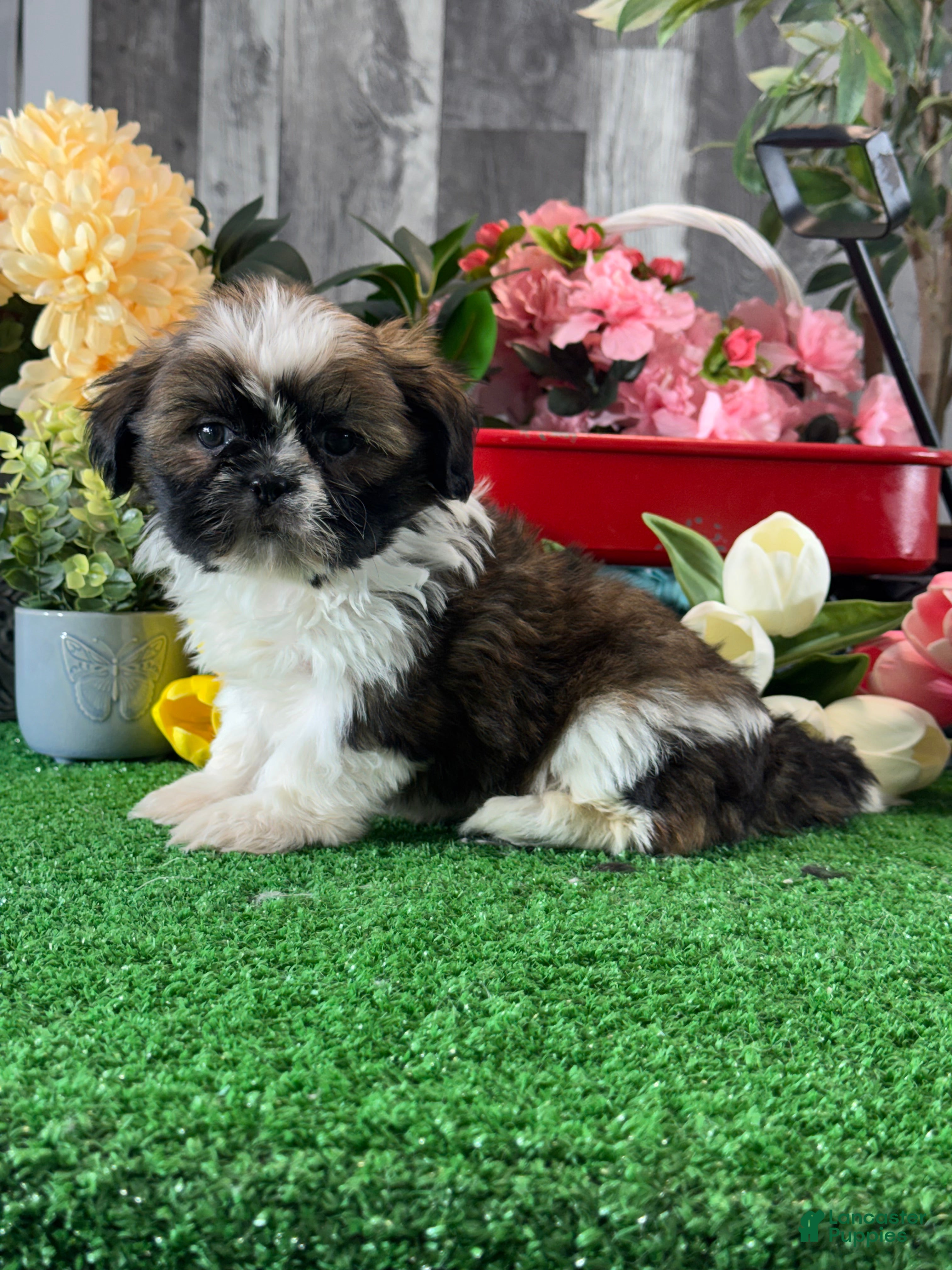 Shih Tzu dogs for sale: Siri  - Ad 3