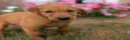 Golden Retriever dogs for sale: Abbott - Ad 6