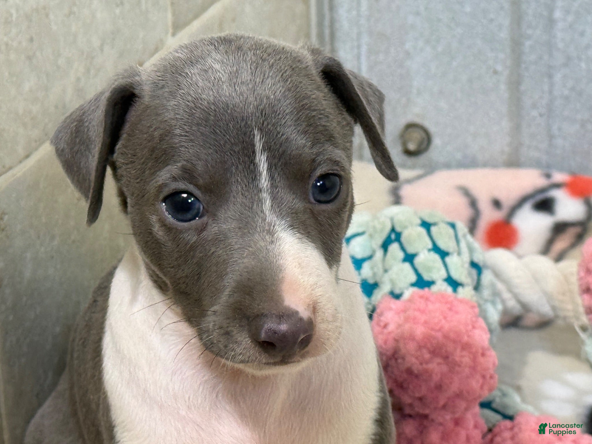 Italian Greyhound dogs Chase AKC - Ad 1