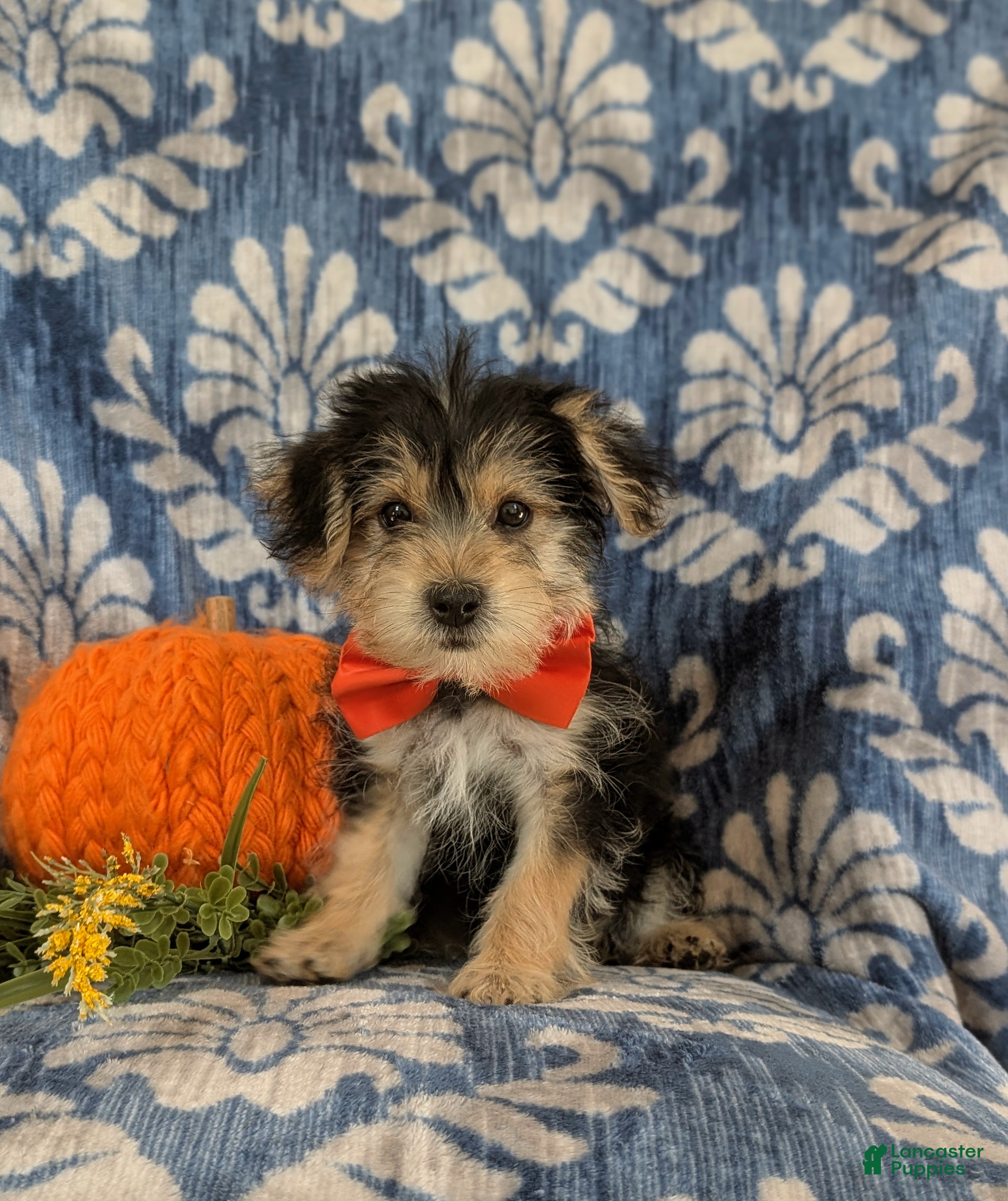 Morkie dogs Northrop 6 lbs Full Grown - Ad 5