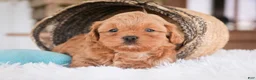 Shihpoo dogs for sale: Boone - Ad 4