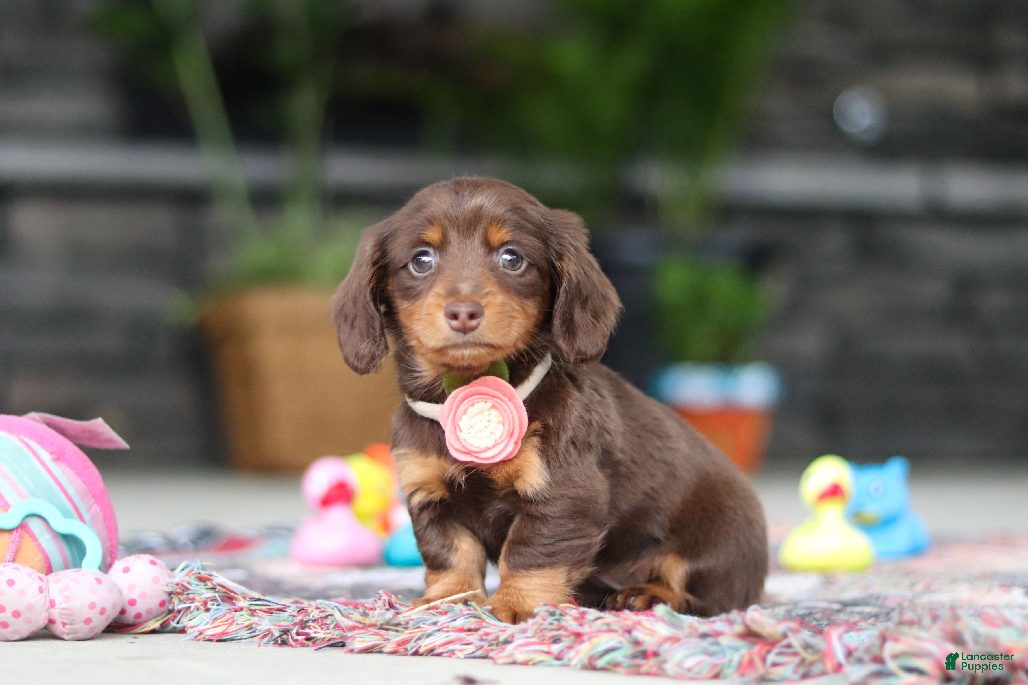 Miniature Dachshund dogs for sale: Charlie - Ad 2