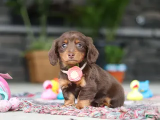 Miniature Dachshund dogs for sale: Charlie - Ad 2