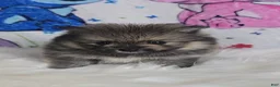 Pomeranian dogs for sale: Beastie - Ad 5