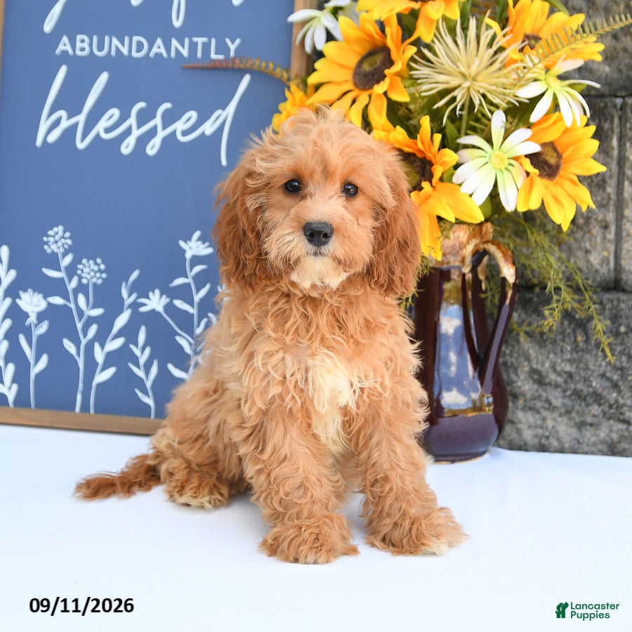 Cavapoo dogs Lila  - Ad 1