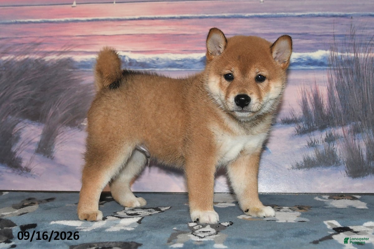 Shiba Inu dogs Kioshi - Ad 1