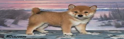 Shiba Inu dogs for sale: Kioshi - Ad 1