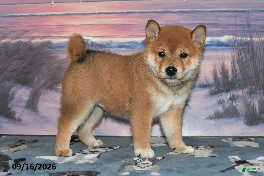 Shiba Inu dogs for sale: Kioshi - Ad 1