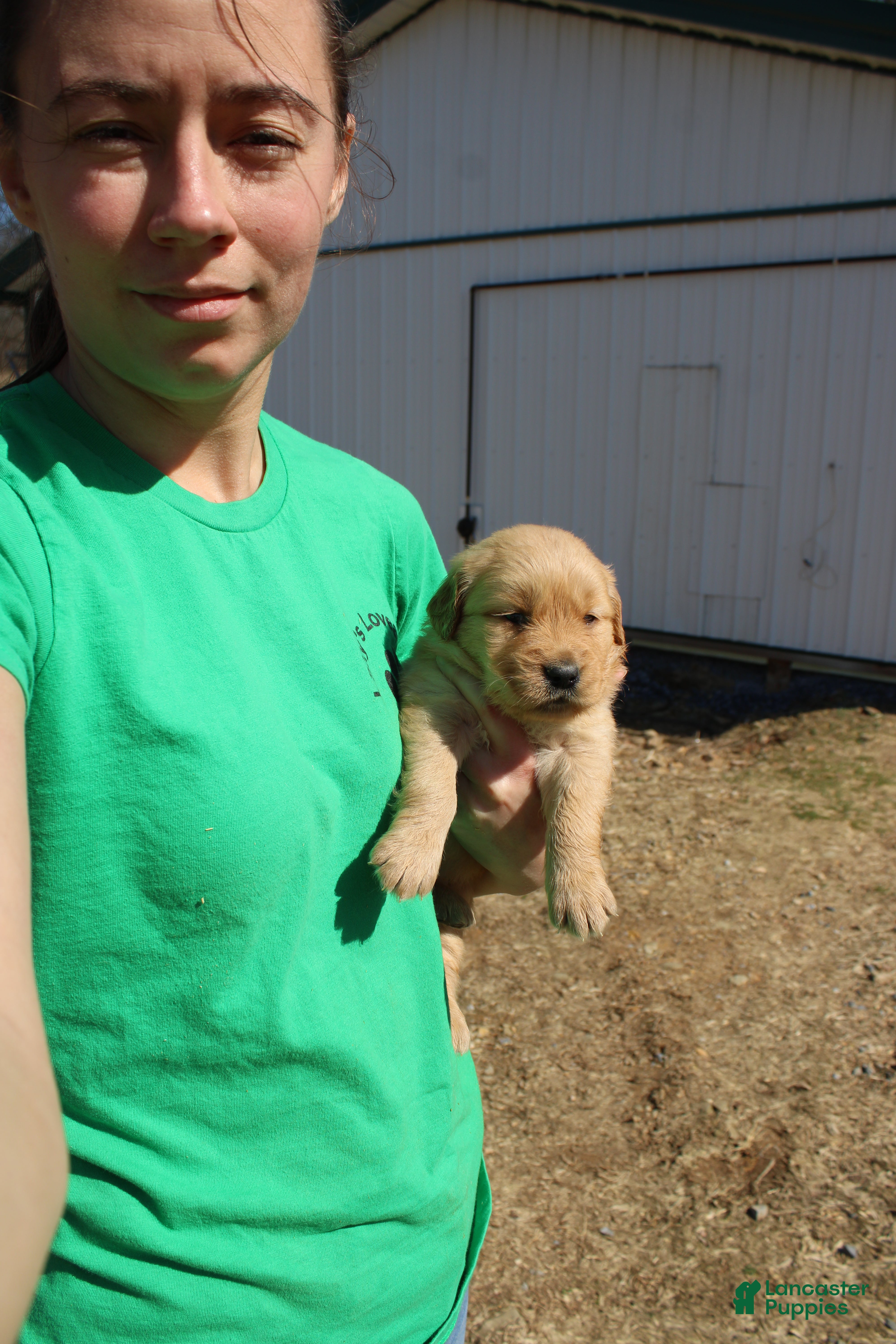 Golden Retriever dogs Liter - Ad 29