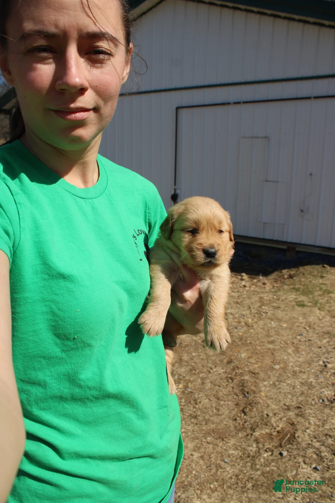 Golden Retriever dogs for sale: Liter - Ad 1