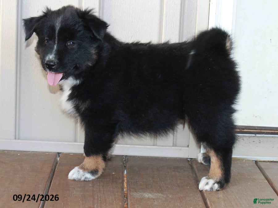 Mixed Breed dogs Clayton - Ad 1