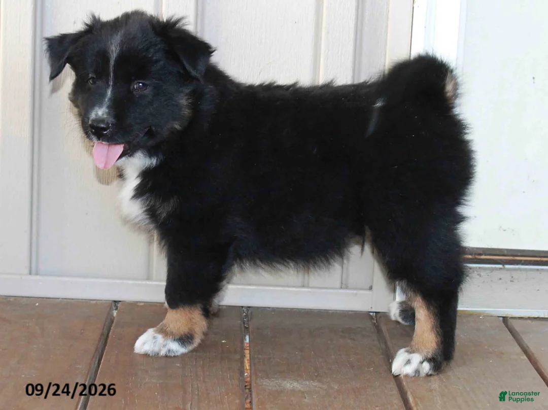 Mixed Breed dogs for sale: Clayton - Ad 1