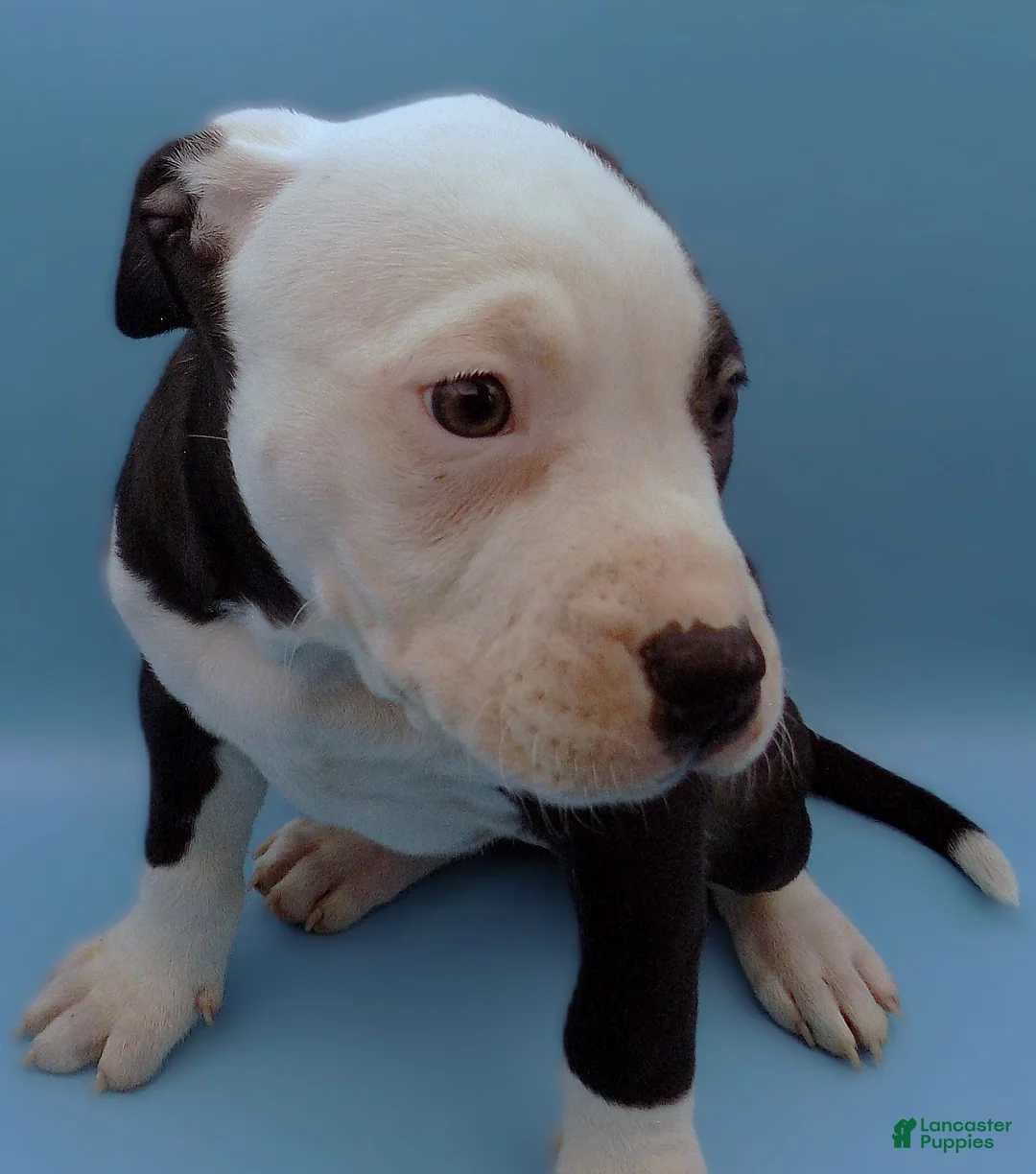 Mixed Breed dogs for sale: Nipper - Ad 7