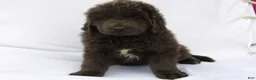 Newfoundland dogs for sale: Jasmine - Ad 3