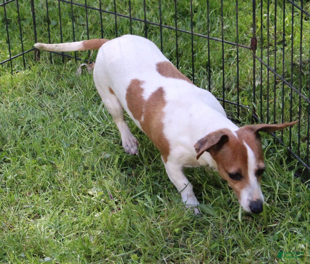 Miniature Dachshund dogs for sale: Steele - Ad 4