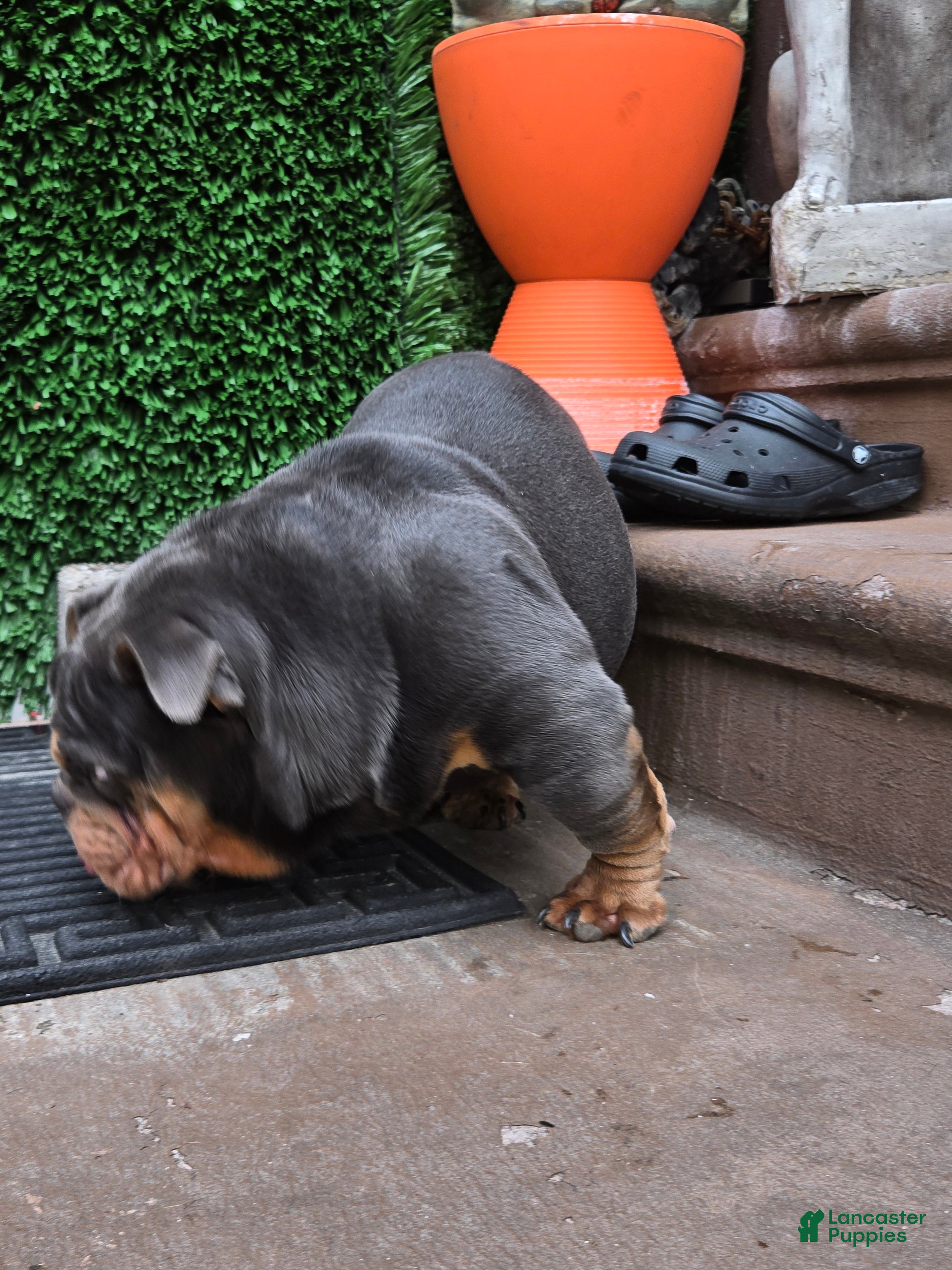 English Bulldog dogs English Bulldog 1 - Ad 2