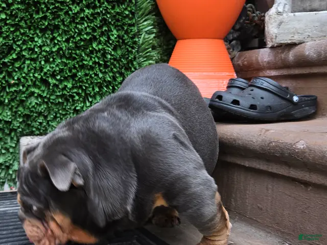 English Bulldog dogs for sale: English Bulldog 1 - Ad 2