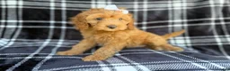 Cockapoo dogs for sale: Tinsley - Ad 4