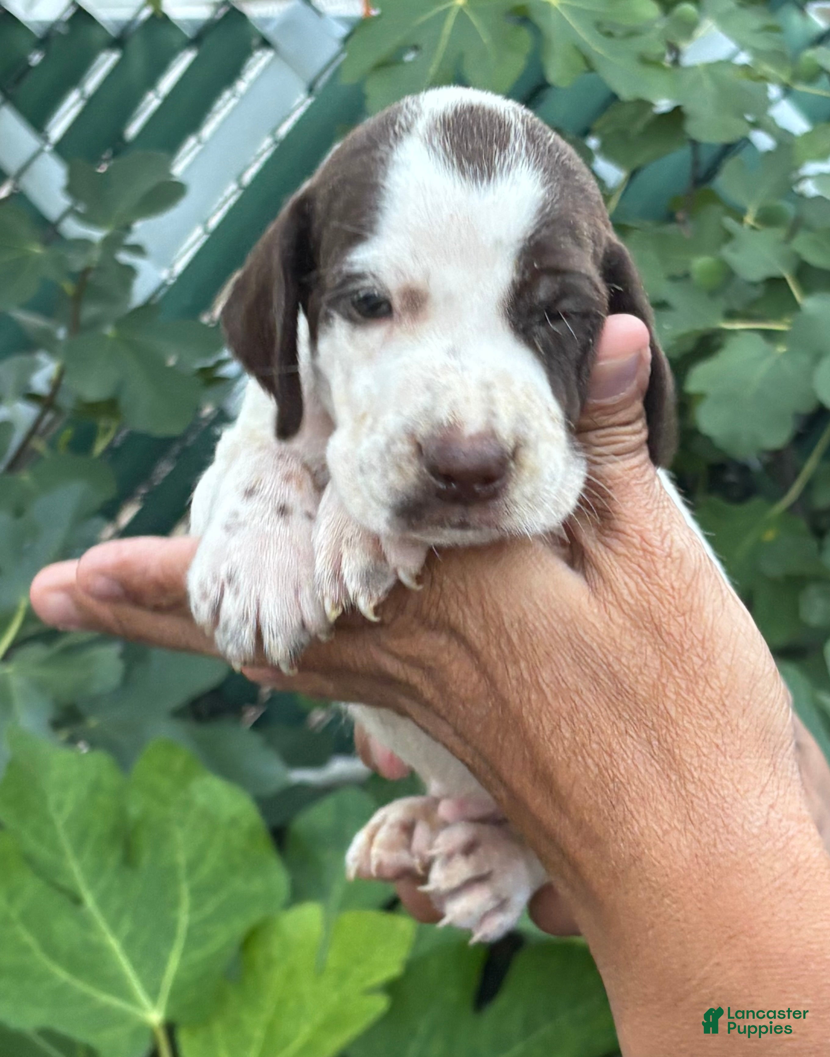 German Shorthaired Pointer dogs German Shorthaired Pointer Male 1 - Ad 2
