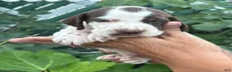 German Shorthaired Pointer dogs for sale: German Shorthaired Pointer Male 1 - Ad 2