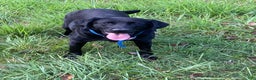 Labrador Retriever dogs for sale: Holly - Ad 2
