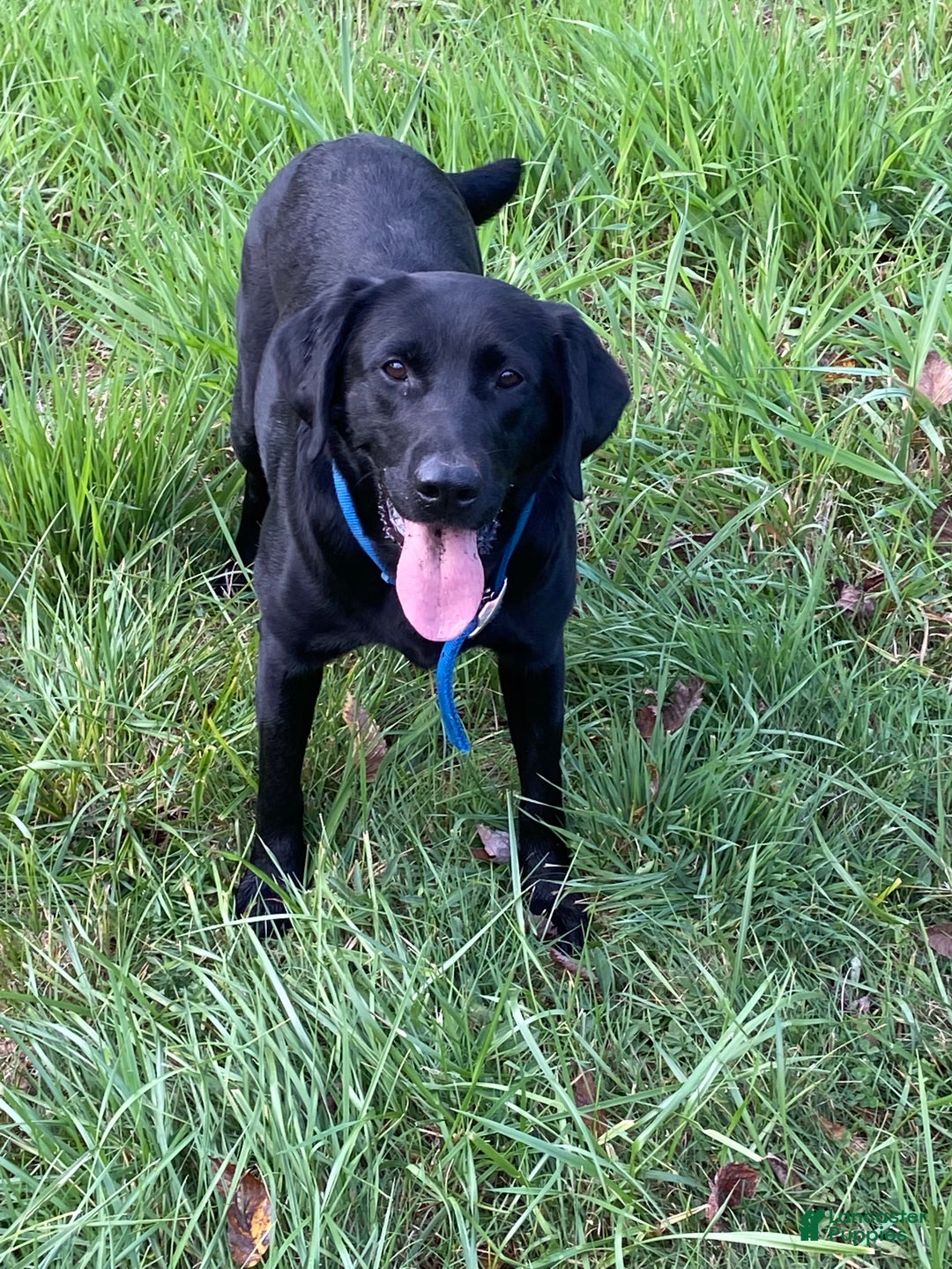 Labrador Retriever dogs for sale: Holly - Ad 2