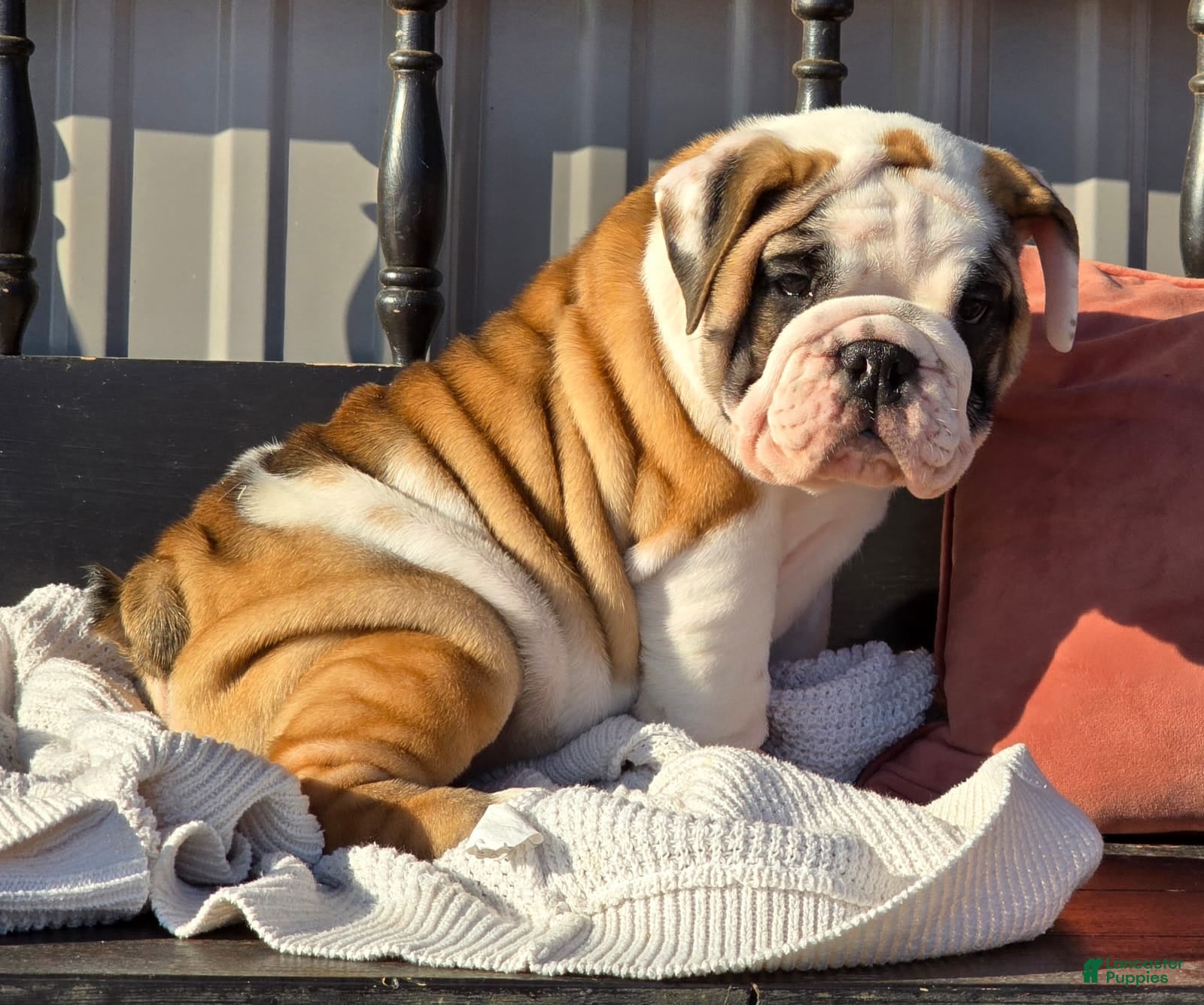 English Bulldog dogs Bella - Ad 11