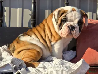 English Bulldog dogs Bella - Ad 11