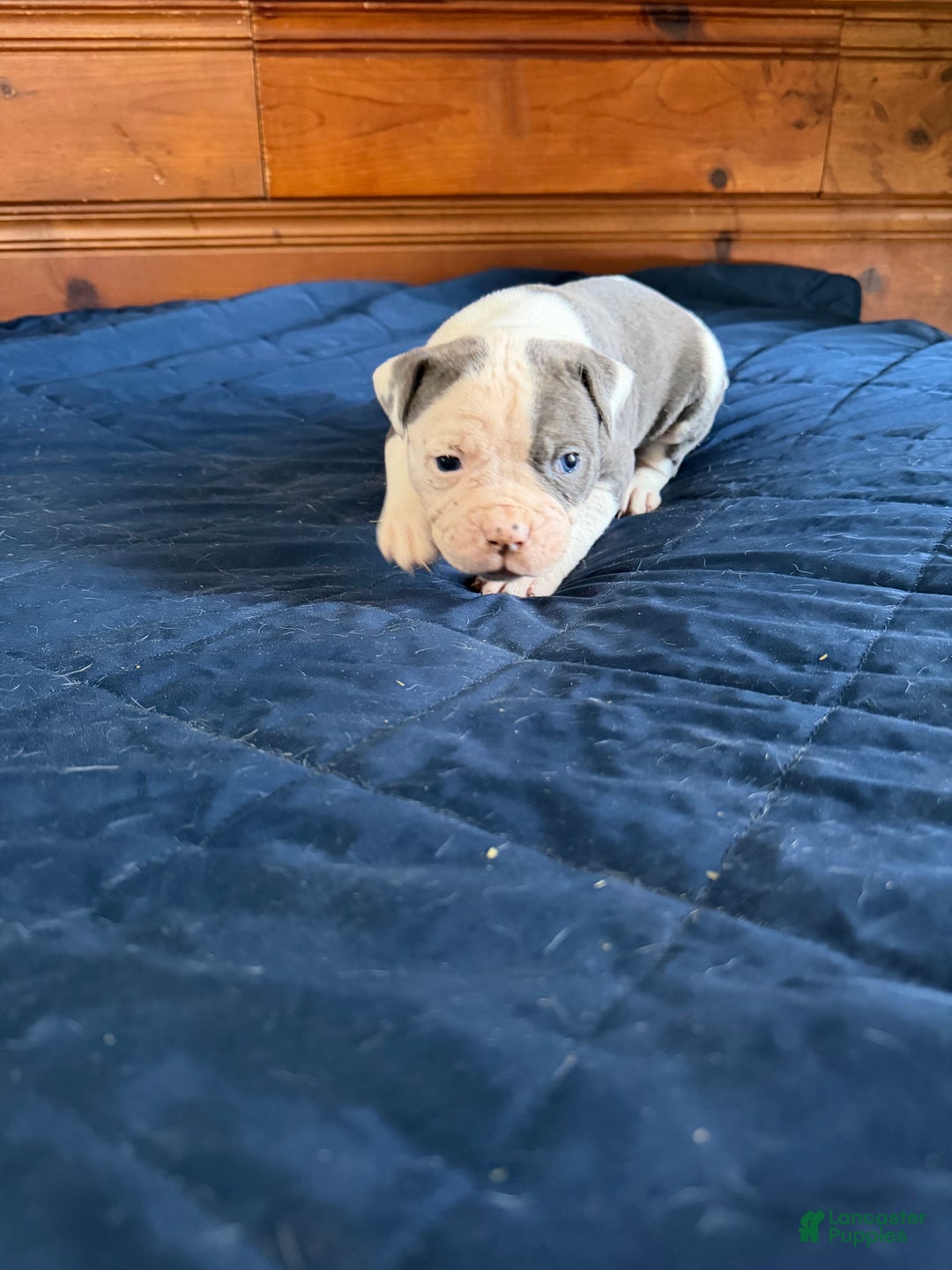 American Bulldog dogs for sale: Groot - Ad 5