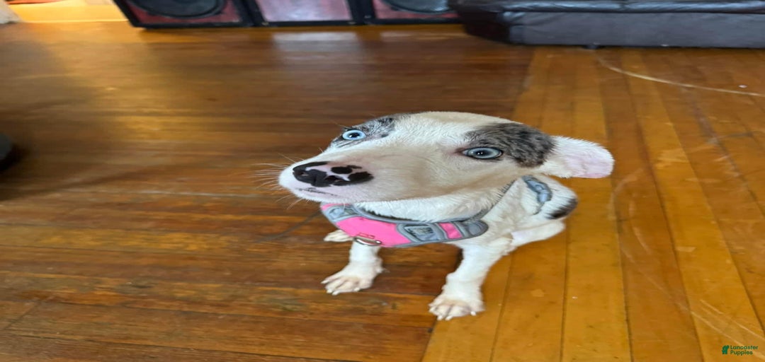 Gallery Image {{count}}