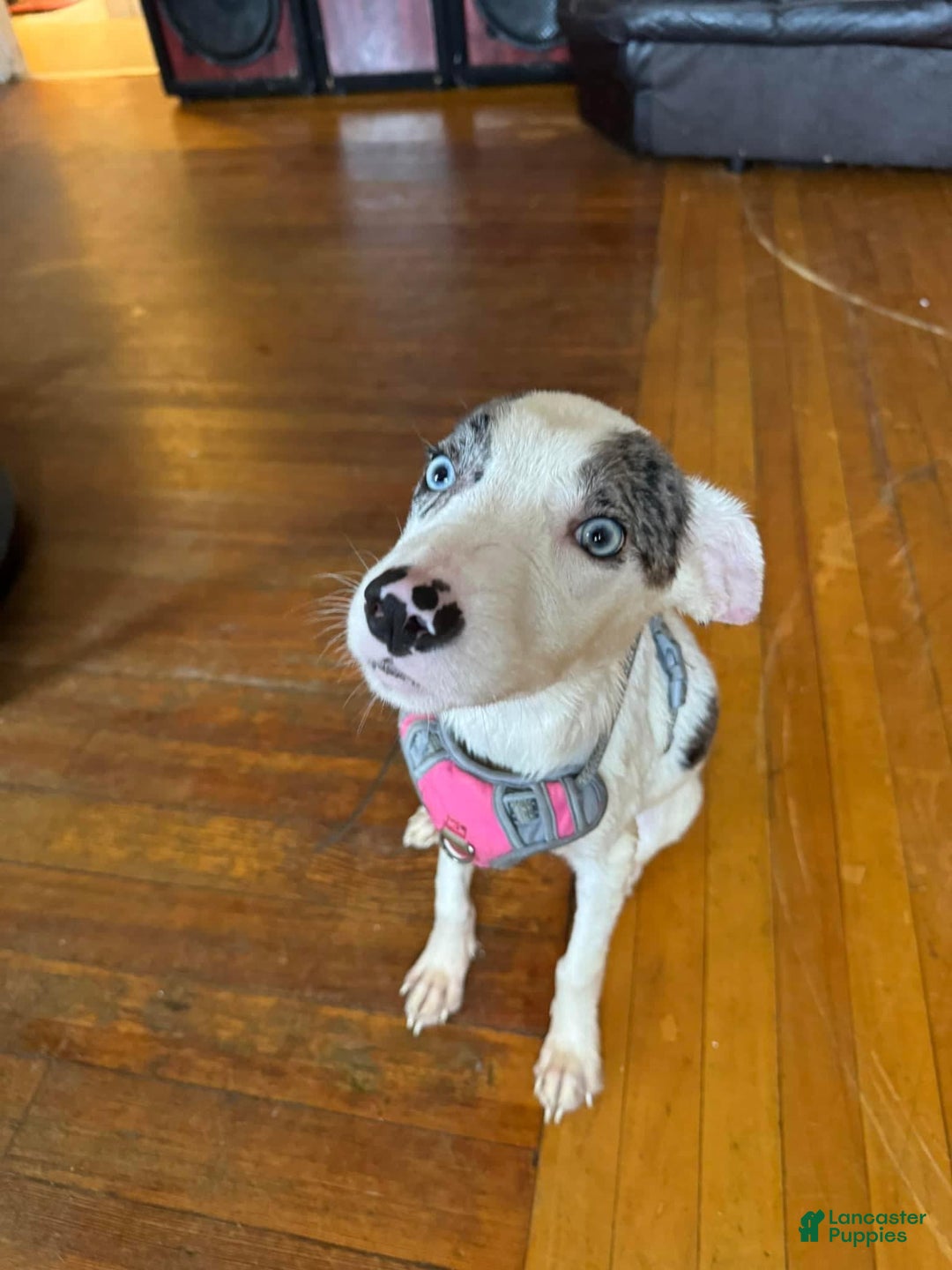 Gallery Image {{count}}