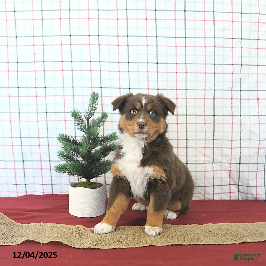 Australian Shepherd dogs Tinsel - Ad 3