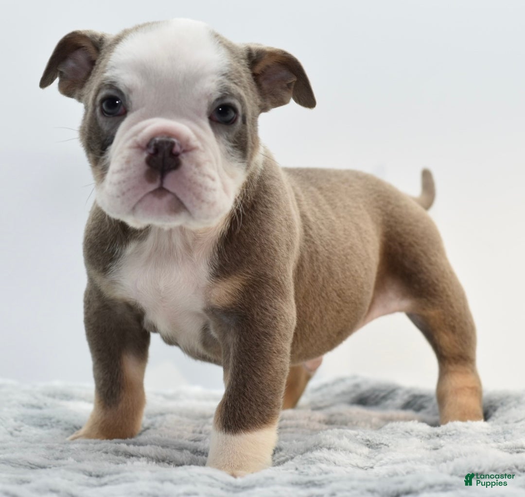 Mixed Breed dogs for sale: Turbo Merle blue eyes - Ad 11