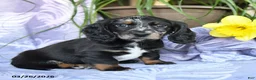 Miniature Dachshund dogs for sale: Duke - Ad 4