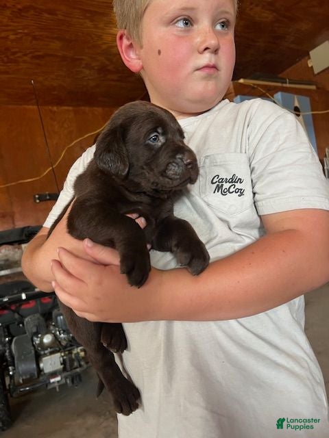 Labrador Retriever dogs Lab  - Ad 10