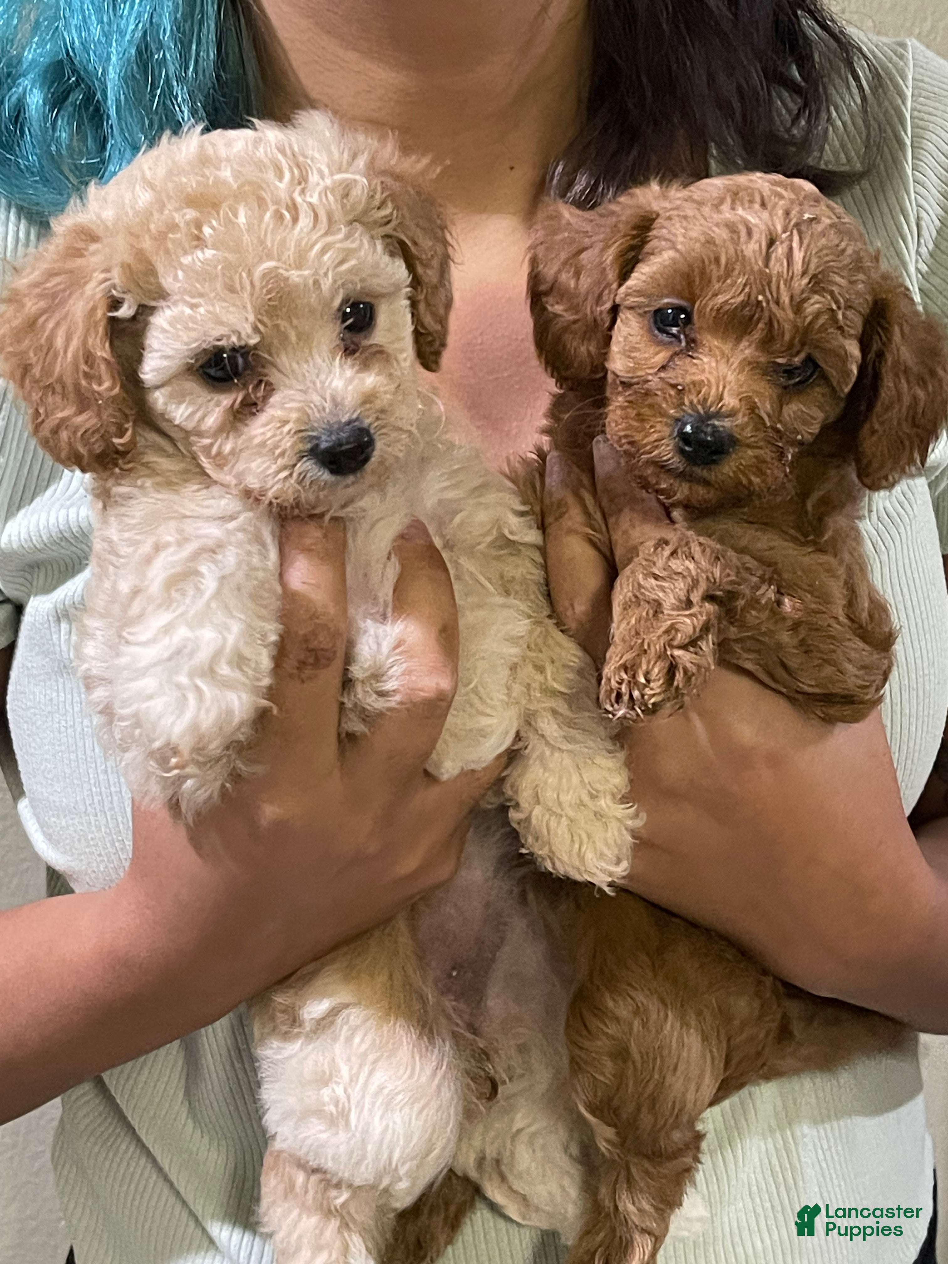 Cavapoo dogs Cavapoo Puppy 1 - Ad 30