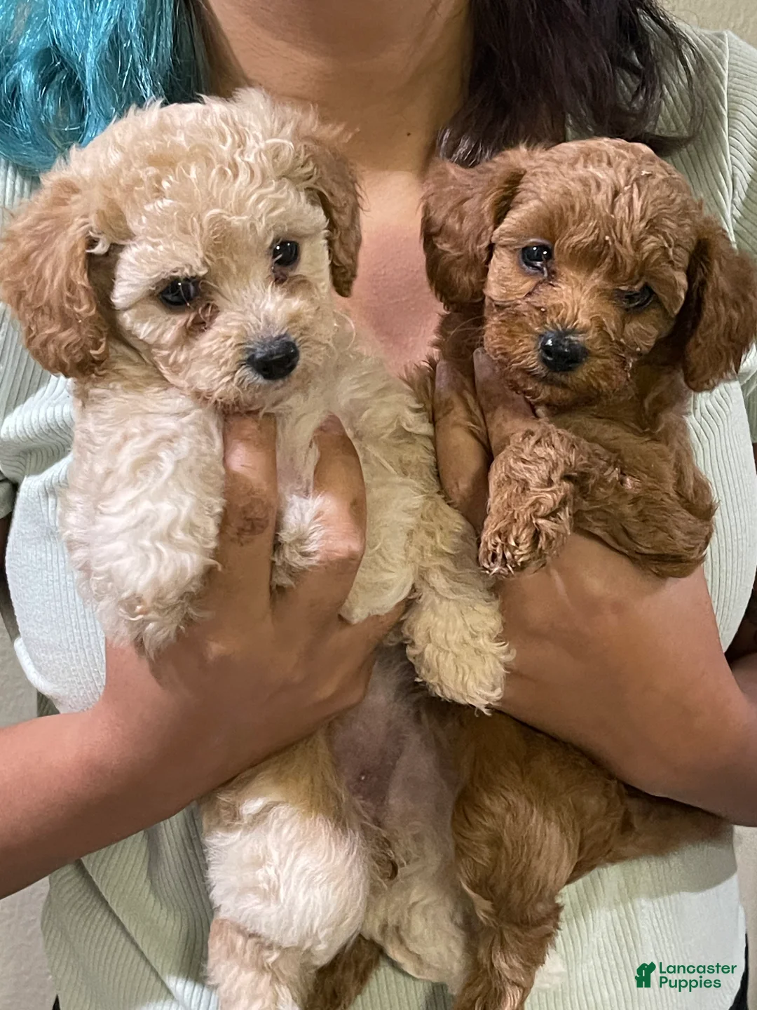 Cavapoo dogs for sale: Cavapoo Puppy 1 - Ad 1