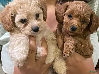 Cavapoo dogs Cavapoo Puppy 1 - Ad 30