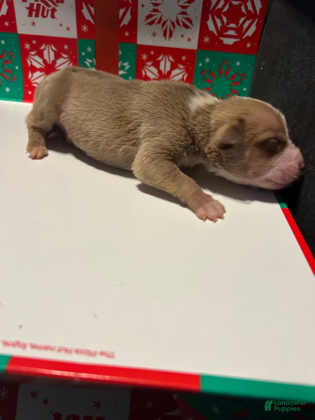American Bully dogs for sale: American Bully Puppy 3 - Ad 3