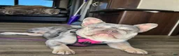 French Bulldog dogs for sale: OAKLEY - Ad 7