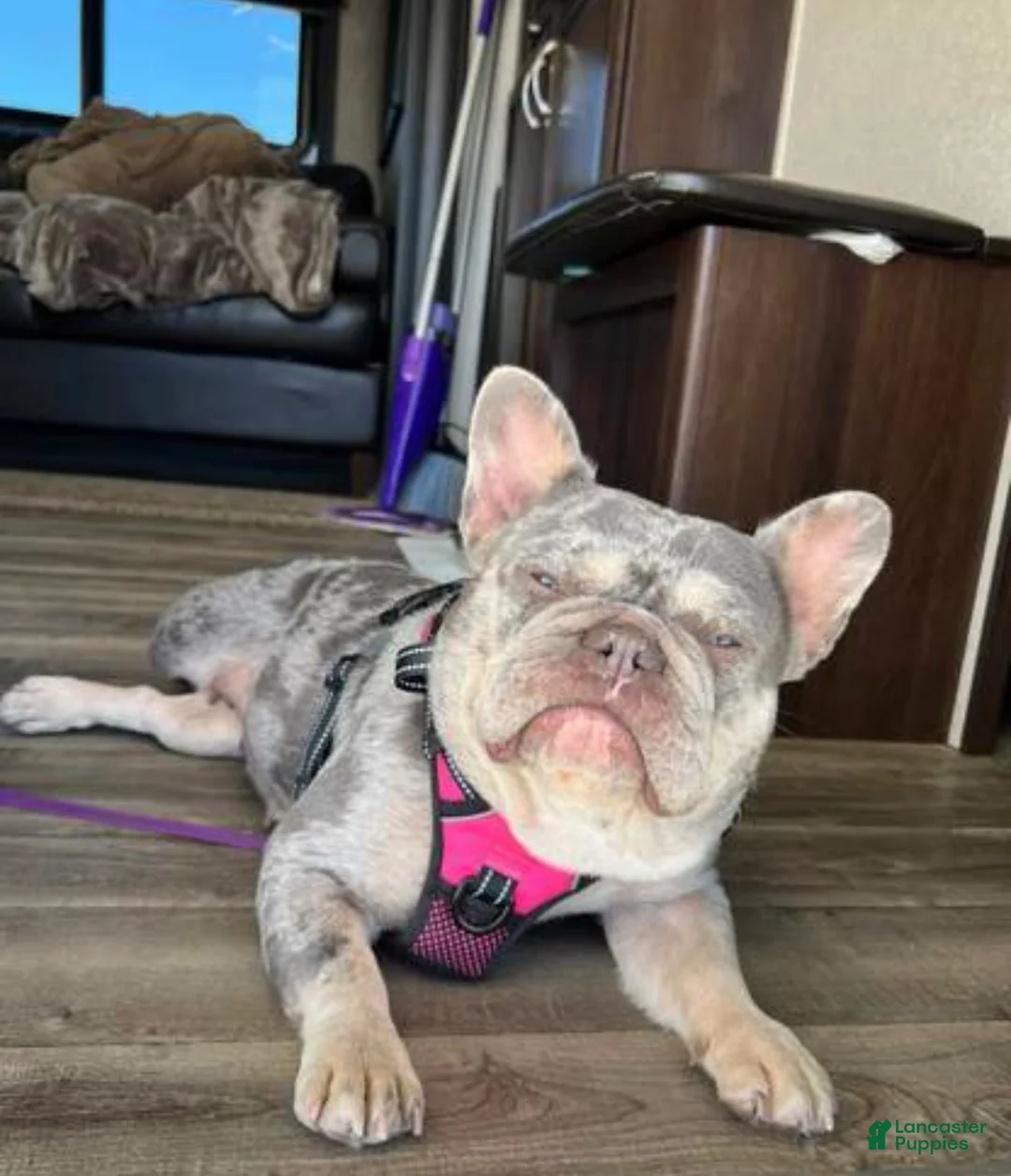 French Bulldog dogs for sale: OAKLEY - Ad 7