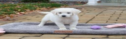 Golden Retriever dogs for sale: Viola - Ad 4
