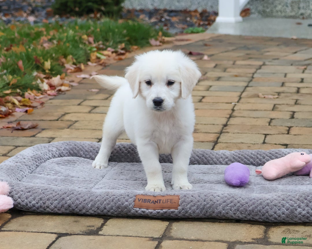 Golden Retriever dogs for sale: Viola - Ad 4