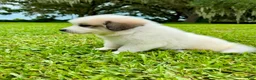 Great Pyrenees dogs for sale: Purple Boy - Ad 3
