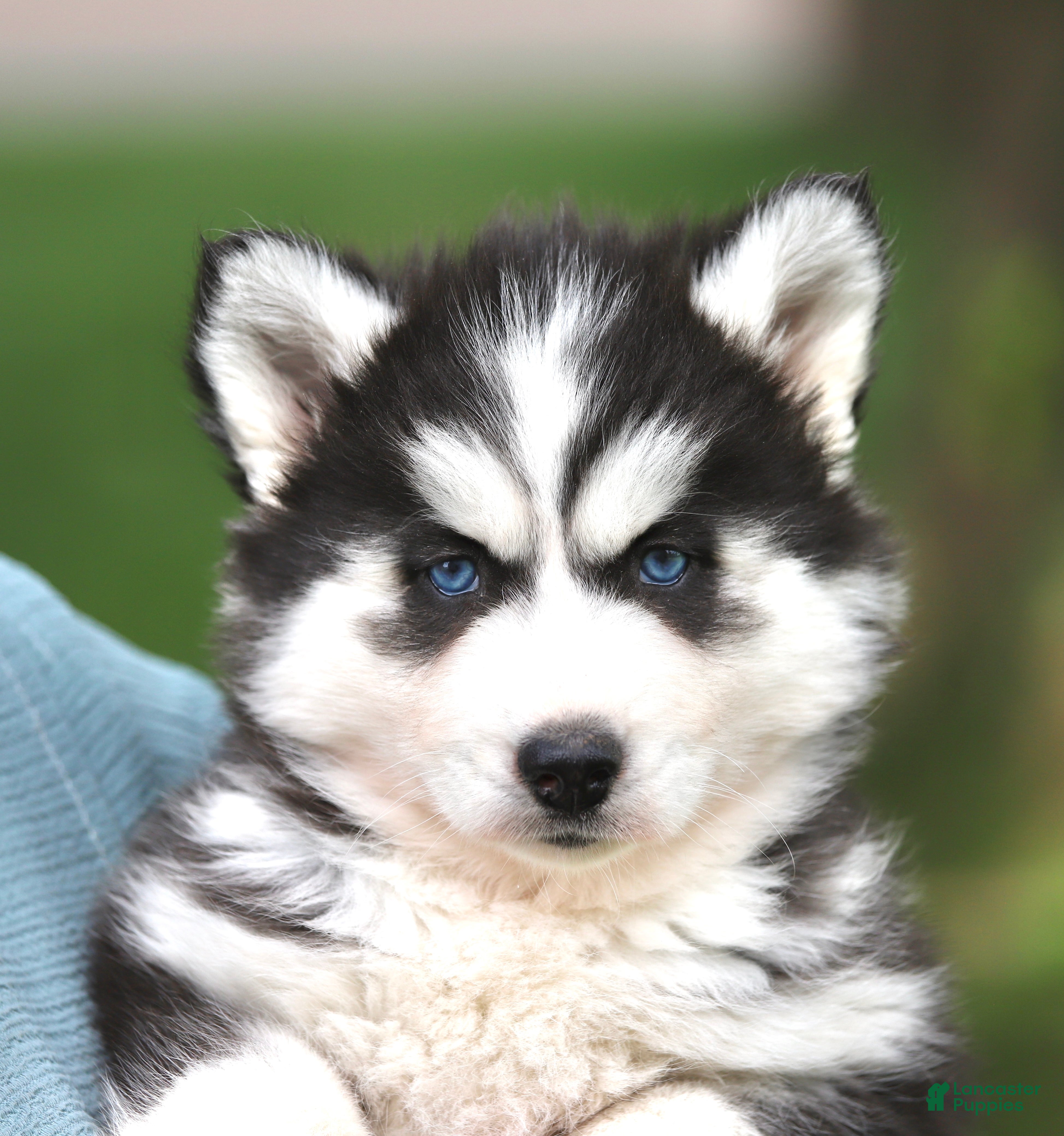 Siberian Husky dogs for sale: Bridget - Ad 7