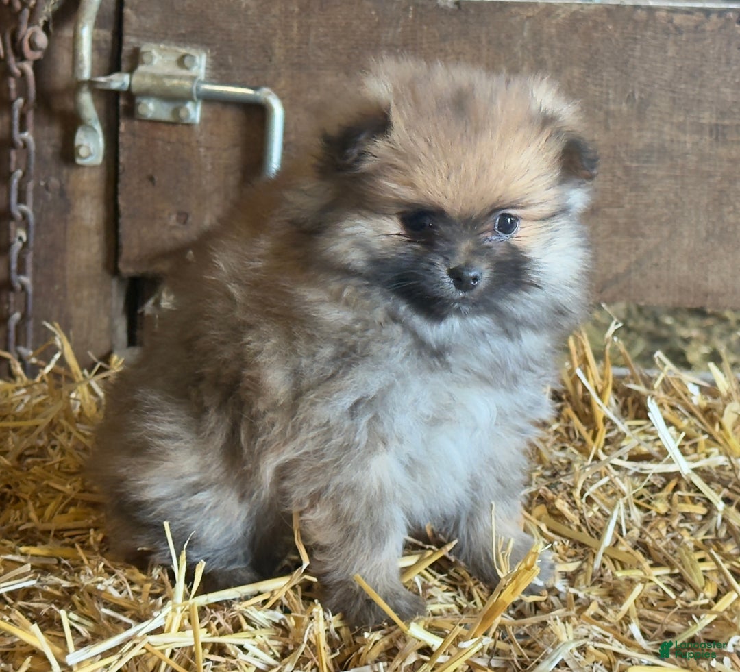 Pomeranian dogs for sale: Ellis - Ad 3