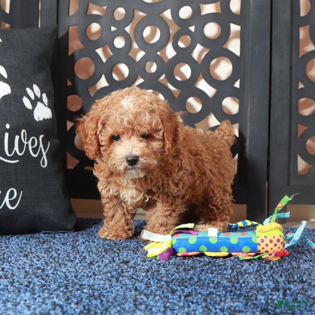 Bichpoo dogs for sale: Rose - Ad 5