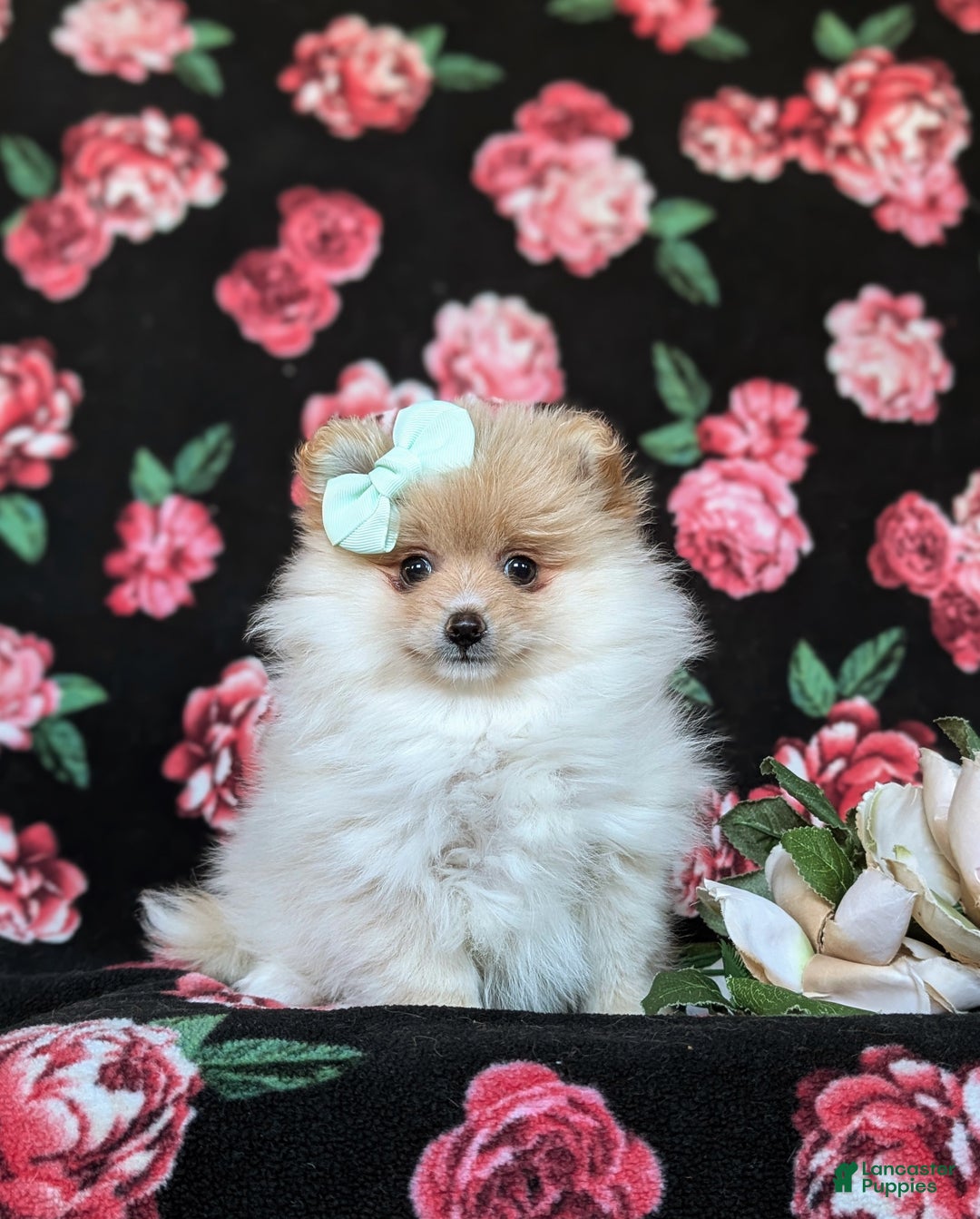 Pomeranian dogs for sale: Dustee - Ad 1