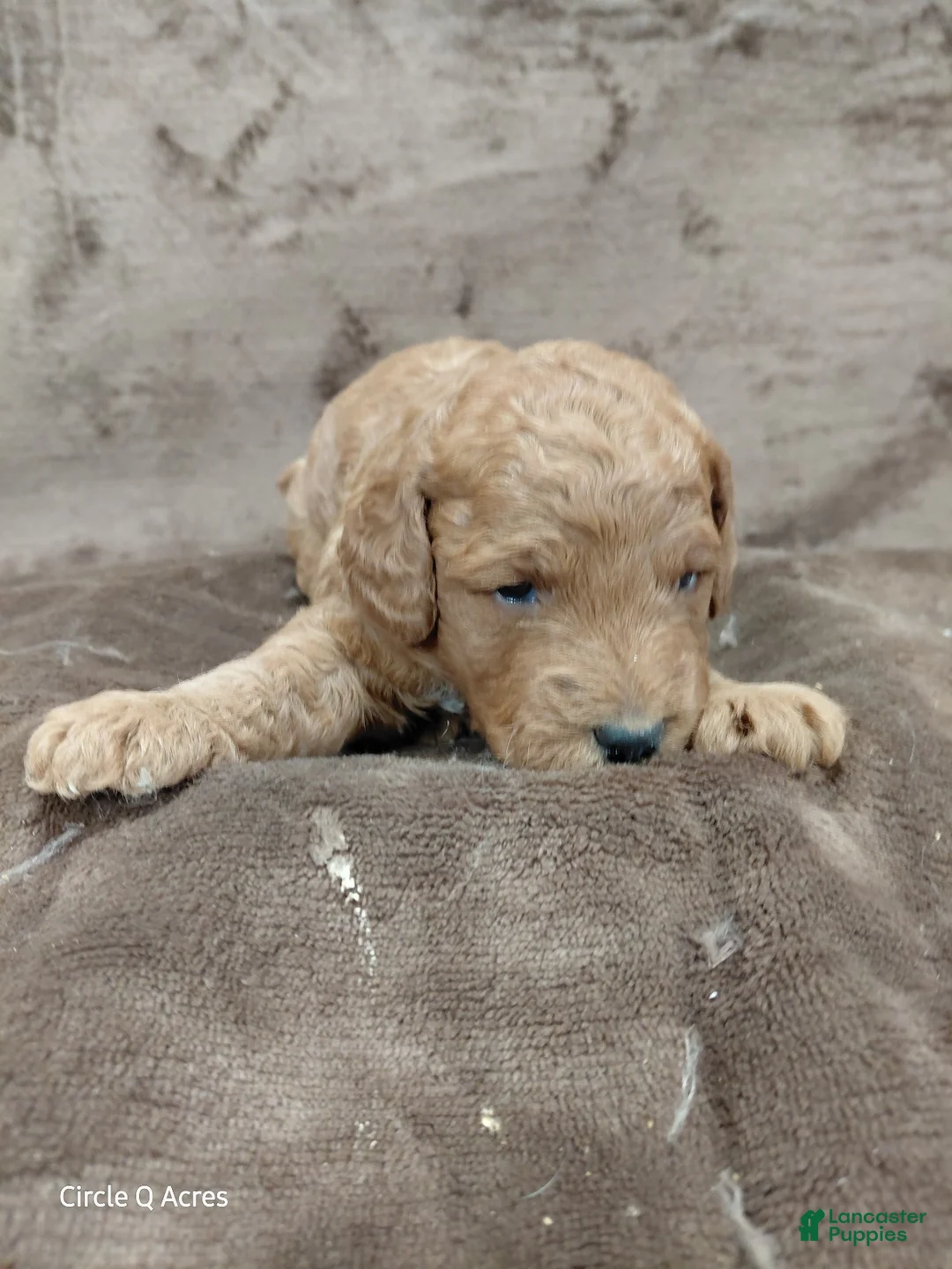 Mini Goldendoodle dogs for sale: Copper - Ad 11